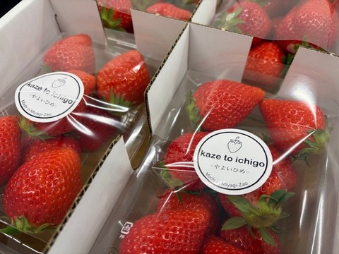 【特Aやよいひめ】宮城蔵王産 いちご 250ｇ×4ｐ