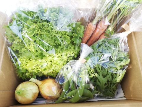 畑から厳選！5月の旬無農薬野菜セットミニ(5品目)※60サイズの箱に詰めます！