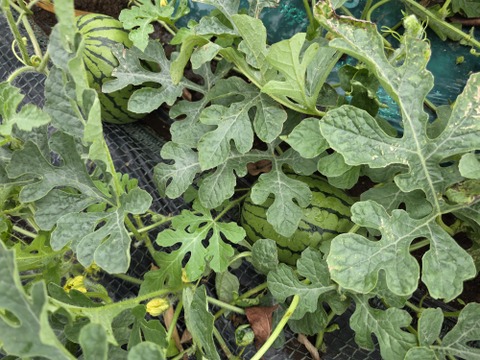 シャリアマ！!小玉スイカ3～4個入り！本州限定