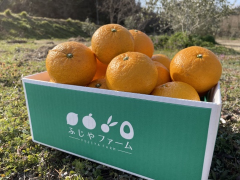 【有機JAS認証!】オーガニック紅甘夏 4kg 初夏の香りと爽やかな酸味とほろ苦さ。大崎上島産(ノーワックス、防腐剤不使用、化学肥料不使用)
