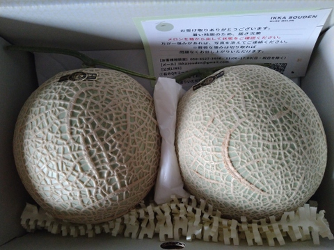 【緊急放出】外まで甘いマスクメロン2玉2.6kg箱入り（2玉で2.6kg以上）