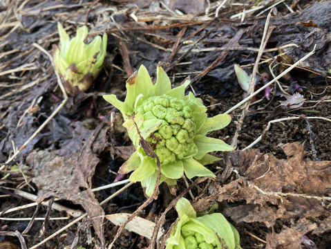 【天然物は香りが違う！！】春一番の贈り物　ほろ苦さがたまらない 天然ふきのとう
