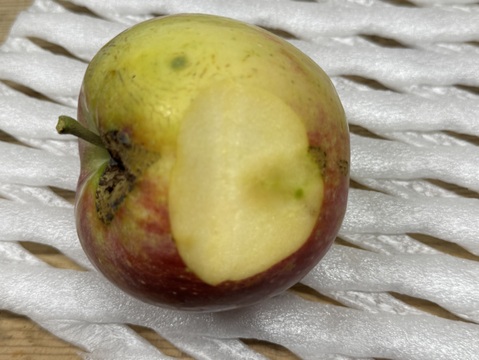 【ご予約／天候被害果】希少価値の高い夏りんご【シナノリップ　訳あり】５㎏
R-w5