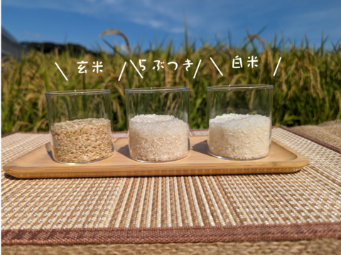 【新米】R5:ミルキークイーン精米4.5kg（農薬不使用のお米）