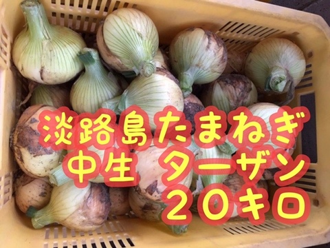 淡路島たまねぎ　【20キロ】　玉ねぎ　中生：ターザン
