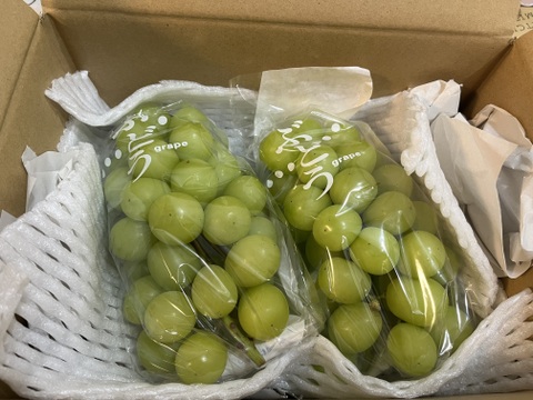 信州小布施　シャインマスカット２房（約1キロ）