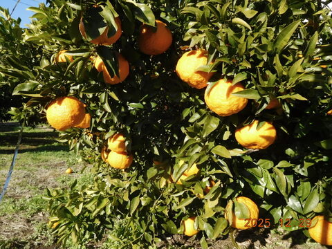 秀品🍊贈答に！
"不知火（伊豆デコ）" &"はるか"の　初春のうれしい食べ比べセット！ 　正味4.0㎏