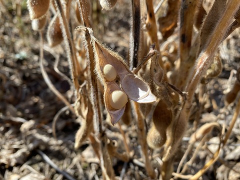 栽培期間中農薬・化学肥料不使用！南アルプスの麓で育った大豆（ギンレイ）１kg