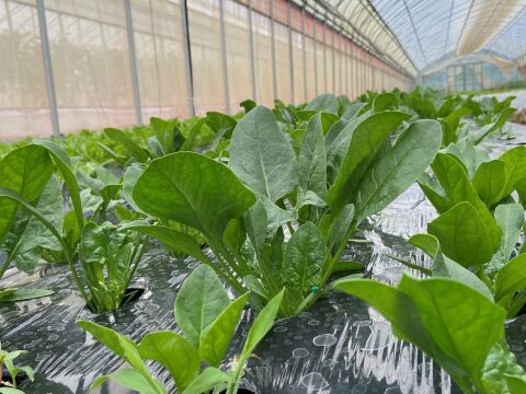 有機JAS認証取得『有機ほうれん草パウダー 50g × 2袋』 野菜 パウダー オーガニック 農薬無散布 無添加