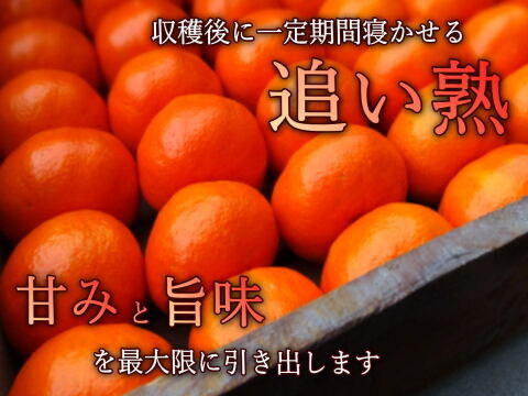 【冬ギフト】甘～い完熟みかんの食べ比べ！レア品種も入った３品種が楽しめる豪華詰め合わせ！厳選プレミアムギフト『極み』　黒の化粧箱（小）　三種詰め合わせ　約８００ｇ入「熨斗対応可」【商品番号140】