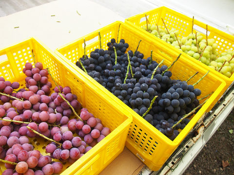 味見3房・種あり巨峰、シャイン、クイーンニーナ、計約900g(約300g×3)※信州の環境にやさしい農産物（長野県認証）食べ比べ