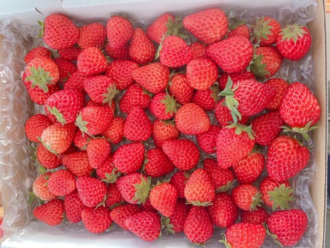 【小粒中心】サイズいろいろバラ詰めいちご（紅ほっぺ）700ｇ以上