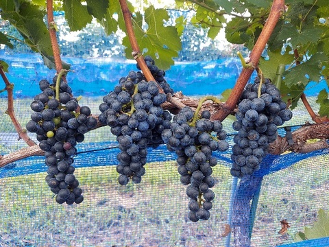 茨城県産　赤と白ワイン合計２本セット 2025年