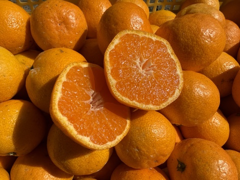 和歌山県産　完熟ゆら早生　(10kg)