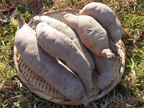 甘味とコクの紅はるか（さつまいも）1.8kg　１ヵ月以上熟成済