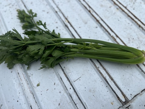 【訳あり】セロリ　群馬県東吾妻町産　1kg