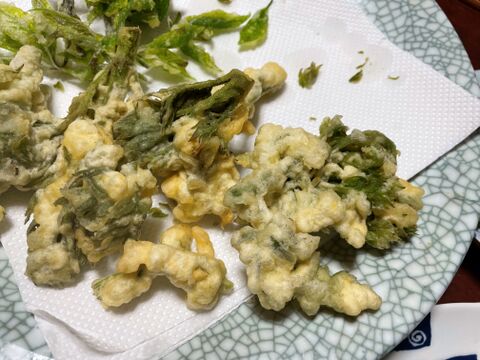 木の芽山菜の王様！タラの芽２００ｇ