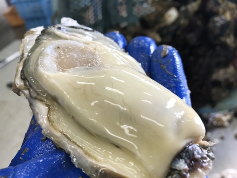 大振りの身が詰まったThe Oyster！【三陸ジオイスター】20個入り