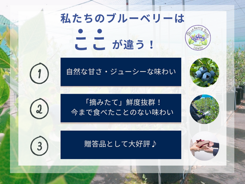 【極上】完熟 生ブルーベリー！ 甘くてジューシーな 500g
