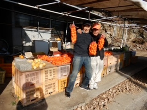 そろそろ在庫なくなります。倉橋ミカン食べてクレ園の、ポンカン（約5kg）広島県　倉橋島ポンカン