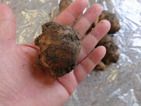 パンチのきいた辛さ！大きめサイズの親生姜１キロ