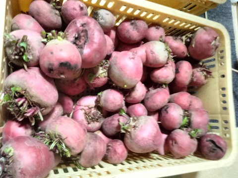 長崎県産ゴルゴビーツ1.5kg