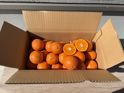 2027予約販売🎵佐賀県太良町産クレメンティン（箱込み2キロ）