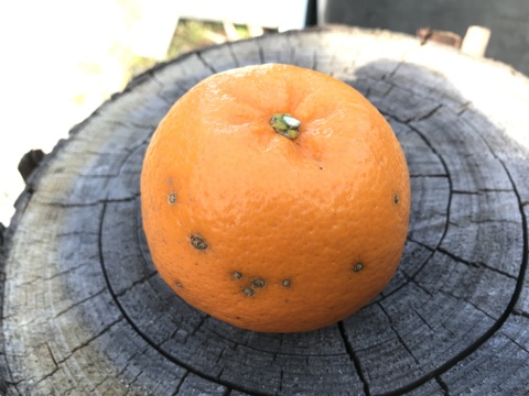 はるみ｜春を先取りする優しい甘さのご褒美みかん｜ご家庭用5kg