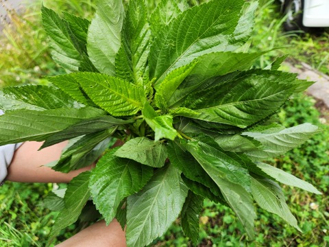 【少量サイズ♪】信州夏野菜セット10品目 お試しにも！