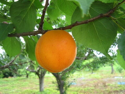 青森県 南部地方産 あんず(八助)4Lと3Lサイズをジプロック1袋2㎏ 冷凍