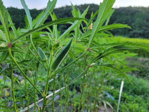 オクラ好き必見！しっかり歯応えと味わいの極太オクラ約１キロ
