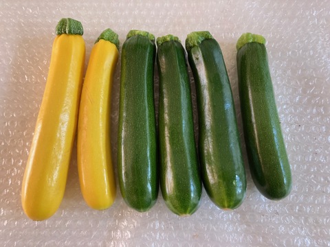 兵庫県神戸産ズッキーニ　2kgセット（緑・黄　8～12本）