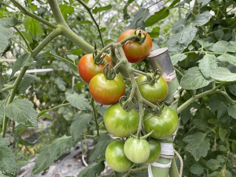 絶対お得‼️てんとうむしの色々トマト4キログラム以上
