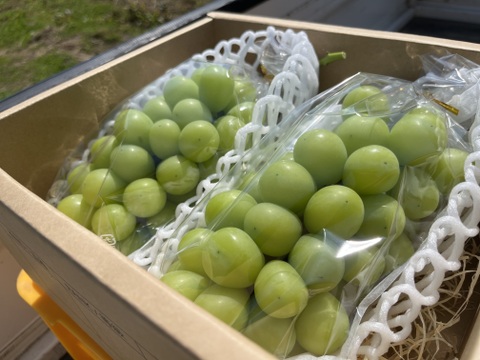 シャインマスカット（贈答用　700g 2房）