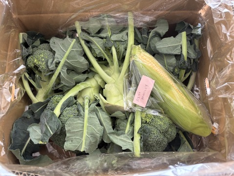 ともちゃんのブロッコリー５本