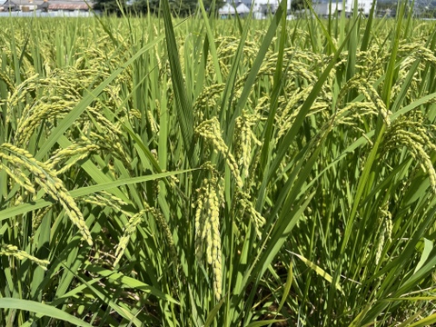 循環農法産玄米5キロ
