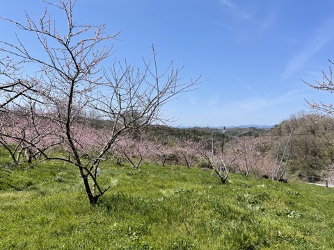 【2024年度】ご家庭用・とろける果肉とたっぷりの果汁の岡山の白桃・白鳳（2㎏箱）