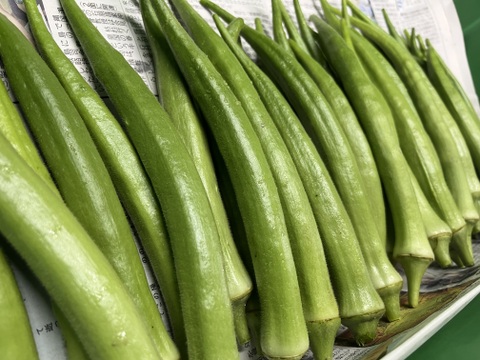 【訳アリ特価！】大きくても柔らかい『島オクラ』2kg箱