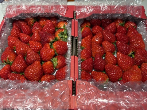 ❤口いっぱいにあふれる果汁❤ いちごさん 約７００ｇ🍓
