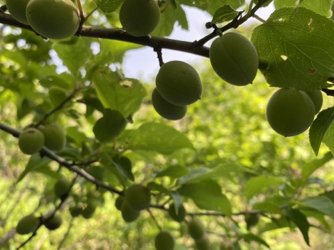 梅干し用！！クール便【もぎたて】小梅ちゃん500g　お弁当の梅干しにぴったりサイズ※木熟して来ています