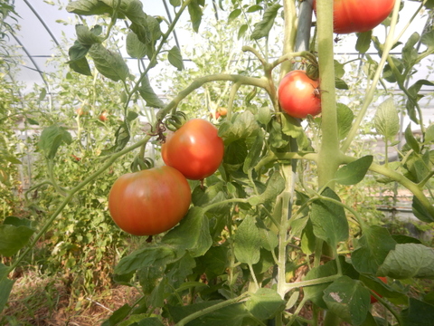 酸味と甘味のバランスが良いアロイトマトを丸ごと活かした『トマトピューレ』170g
