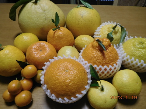 【柑橘食べ比べ】初春のうれしい柑橘５種セット　正味4.0㎏
