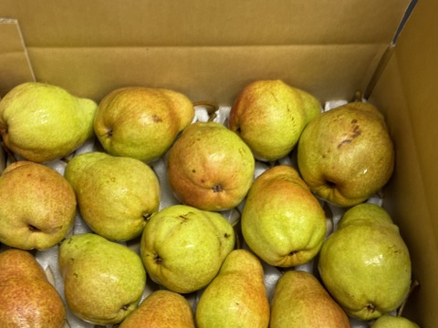 甘くてジューシーな洋なし　バートレット　家庭用　約5キロ　限定２箱　キズが目立つものや小ぶりなもののため、お買い得