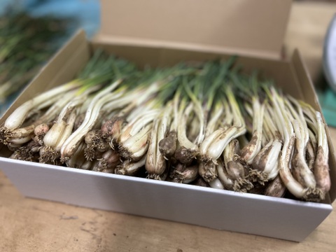 【規格外】味は変わらずお買い得！伊江島産 島らっきょう！1kg