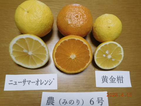 食べ比べ】🍊『伊豆産』/ ﾆｭｰｻﾏｰｵﾚﾝｼﾞ・黄金柑（おうごんかん