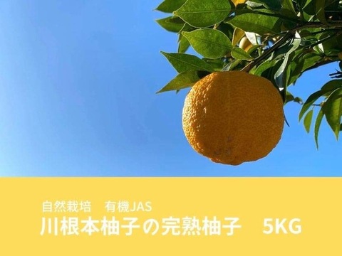 【12月上旬～中旬発送】自然栽培　川根本柚子の完熟柚子　有機JAS　5kg