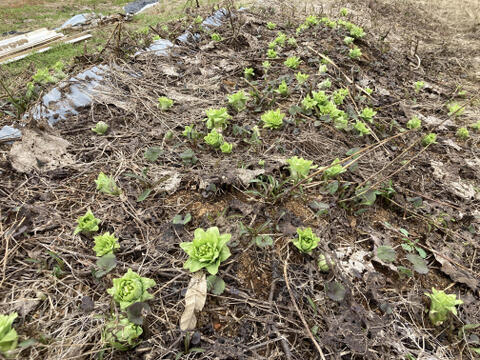 【予約販売：春山の恵み】新潟の天然ふきのとう400g