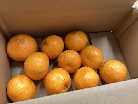 最終ちょこっとセールこつぶ！はるみ1.5kg（6－8玉）で石済み段々畑育ちはるみ見た目は写真のよう家庭用　いくらのように弾けるプチプチ食感　ミカン好きはぜひ調べて！