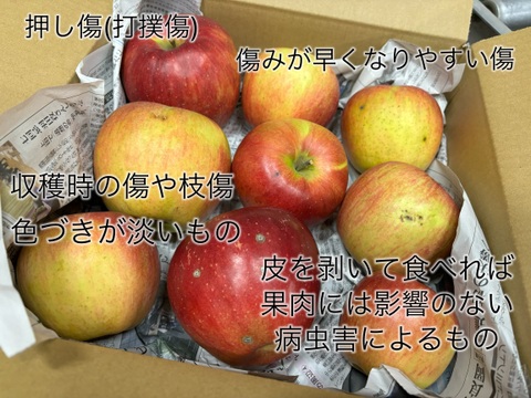 残り１箱🔸SALE🔸訳あり🍎完熟りんご【シナノスイート】約3.6kg(大きめ)