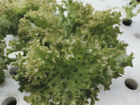 農薬、化学肥料不使用　やわらか食感ロロロッサレタス